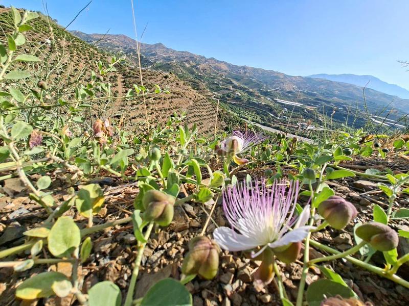 Foto 4d89870c-4604-494b-9447-325e630578ed. Terreno residenziale in Benamocarra