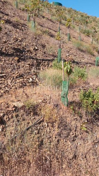 Foto 65229cbe-a648-47a4-9d15-1d9d94ae43d9. Terreno residenziale in Benamocarra