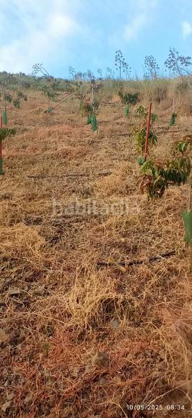 Foto a1303569-4305-4314-af86-2fdde3ccae7e. Terreno residenziale in Benamocarra