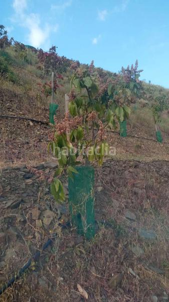 Foto bff130e2-0006-4925-8573-8cd6112060da. Terreno residenziale in Benamocarra