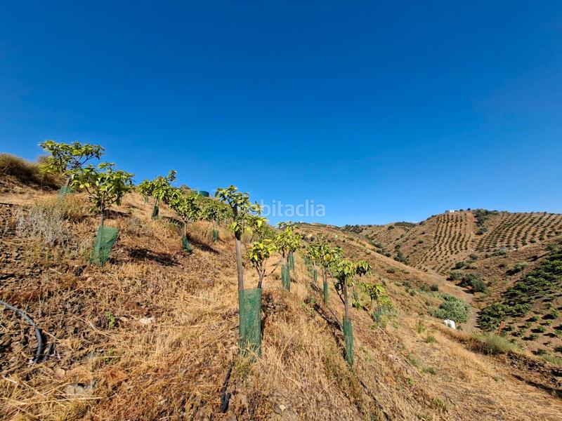 Foto eb02ac0b-bd09-4265-ae94-7def30ed8a32. Terreno residenziale in Benamocarra