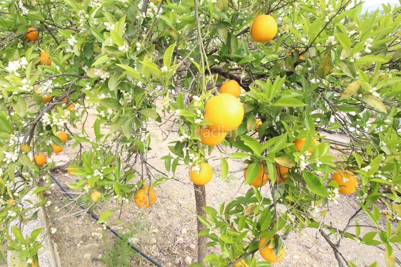 Foto 45bd56b5-7d9f-4aab-9a89-ef561066abdb. Masía bellisima finca con cortijo en alora. malaga en Álora