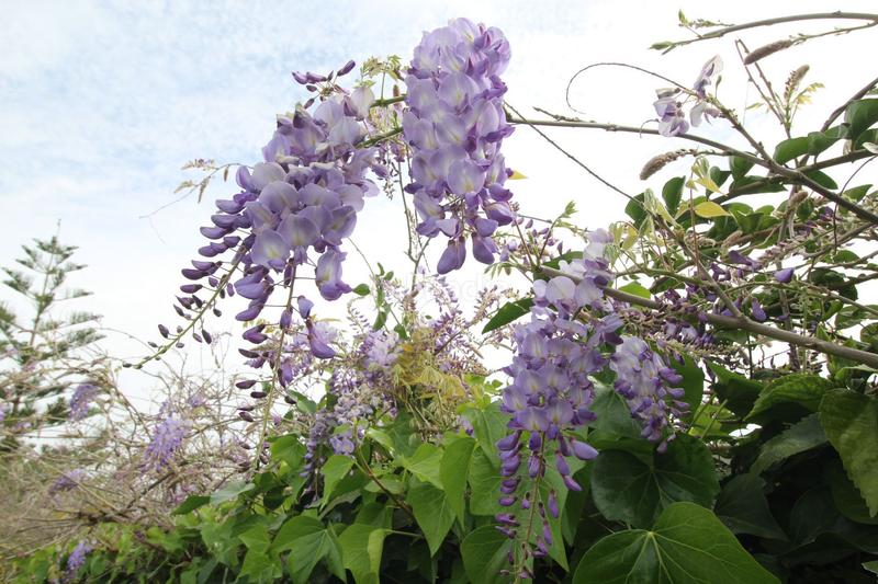 Foto 825eedfa-ce3d-44ad-9567-0413c436f9d1. Masía bellisima finca con cortijo en alora. malaga en Álora