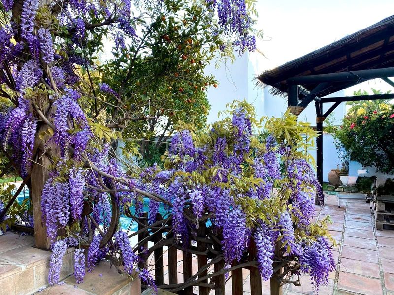 Foto c91737b6-642b-433d-aa18-8aa923e9e7a5. Casa in leoni benabú in Pinares de San Antón Málaga