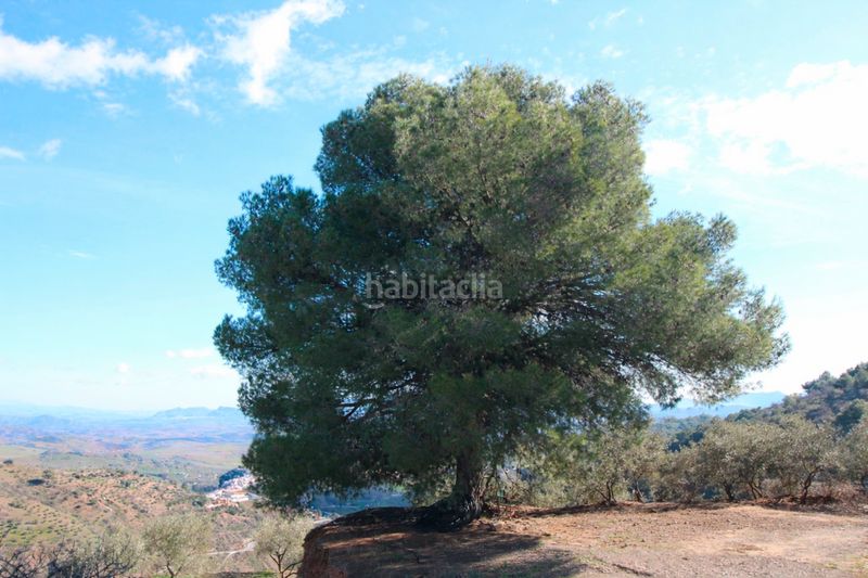 Foto 4f64bea8-f653-4aed-917f-967151e9661d. Mas dans loma del pocito dans Alozaina