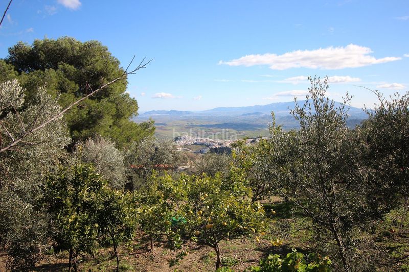 Foto a2682b28-e942-41e3-babb-ec4ae0ef52ca. Mas dans loma del pocito dans Alozaina