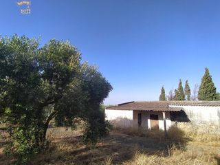 Country house in Arcos de la Frontera. Se vende finca rustica en carretera arcosalgar