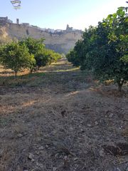 Landgut in Arcos de la Frontera. Se vende parcela con arboles frutales