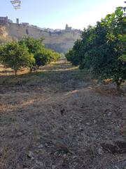 Terreny residencial a Arcos de la Frontera. Venta de parcela con arboles frutales
