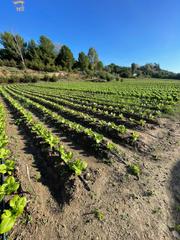 Terreny residencial a Arcos de la Frontera. Se vende finca por la zona del drago