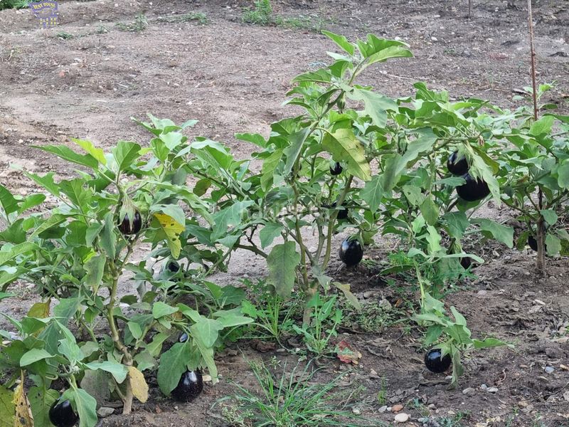 Foto a6940d80-1af7-4080-b89f-bc9b1a11a491. Masia a Arcos de la Frontera