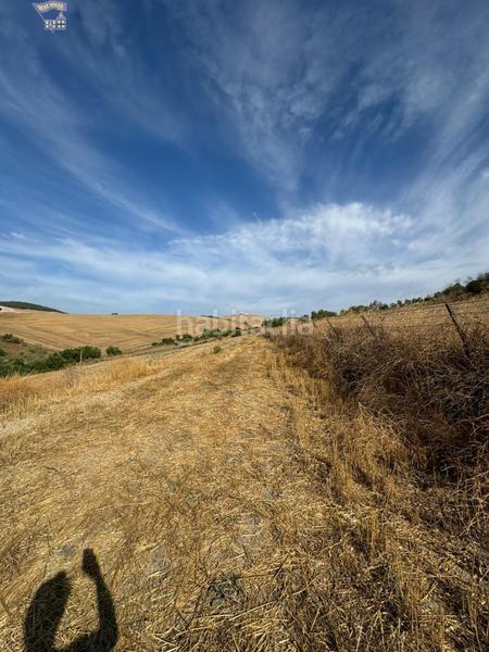 Foto b4b53e4b-eddc-4bfc-871e-98c2cc655026. Finca rústica a Arcos de la Frontera