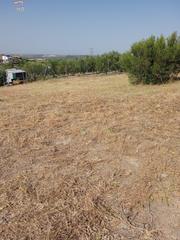 Terrain résidentiel à Arcos de la Frontera. Se vende parcela en zona del romeral