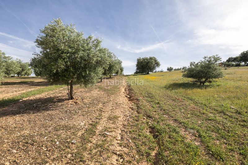 Foto adb27292-252c-4c03-8b3f-c0596571bce0. Finca rústica a Güevéjar