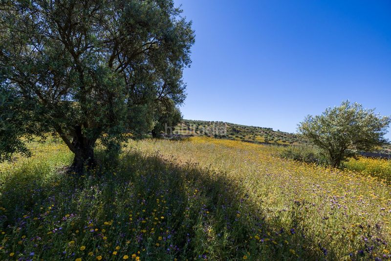 Foto e619d662-1ee2-4515-8518-82811135fbf6. Finca rústica a Alfacar