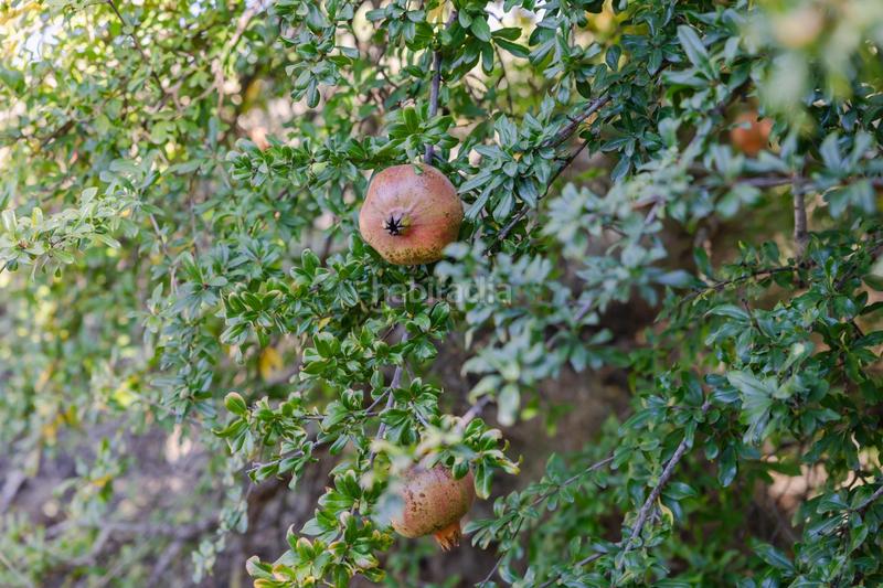 Foto 04448d10-dfda-4a4b-aa9a-cc900ba54457. Finca rústica oportunidad única finca rústica en murchas en Lecrín
