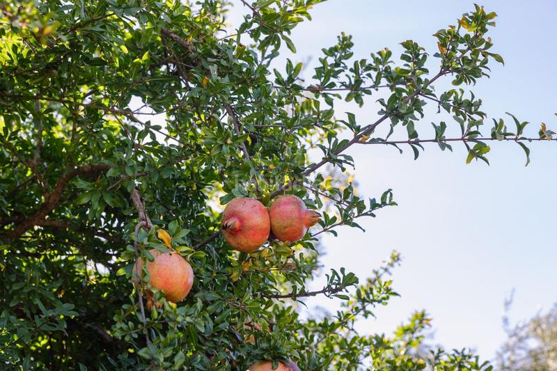 Foto 04a50688-031c-48d3-aff7-87b842bf2d1c. Finca rústica oportunidad única finca rústica en murchas en Lecrín