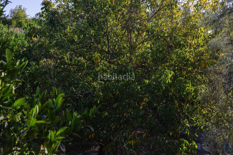 Foto 0880b8c3-53cd-4594-a359-5fcdb82b1440. Finca rústica oportunidad única finca rústica en murchas en Lecrín