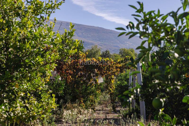 Foto 30113c7a-2324-463d-b6d3-a22353392bef. Finca rústica oportunidad única finca rústica en murchas en Lecrín