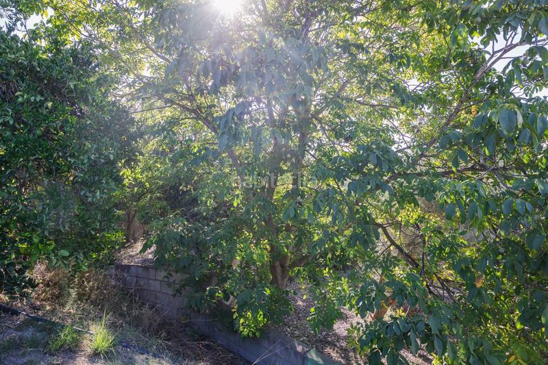 Foto 36b39b46-0f5b-4740-b35d-1cc026694103. Finca rústica oportunidad única finca rústica en murchas en Lecrín