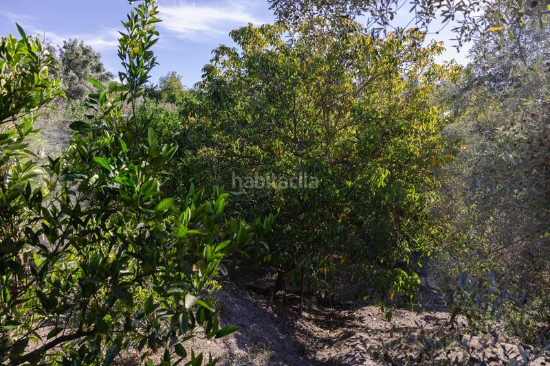 Foto 3fa85e6f-37b5-4103-baab-717682eef48f. Finca rústica oportunidad única finca rústica en murchas en Lecrín