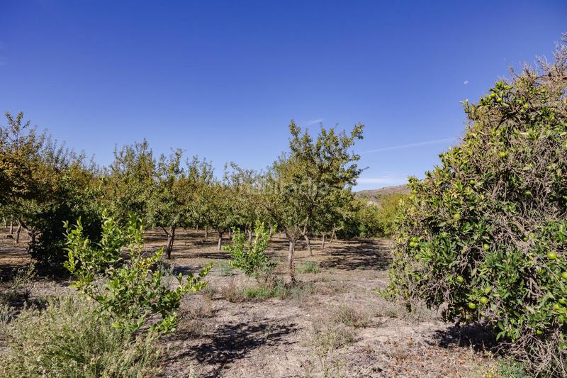 Foto 57fd0d62-f7b3-48e0-9c47-72f13b775525. Finca rústica oportunidad única finca rústica en murchas en Lecrín
