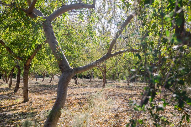 Foto 8d4d9470-cd76-4293-89a1-3d9f987b35ac. Finca rústica oportunidad única finca rústica en murchas en Lecrín