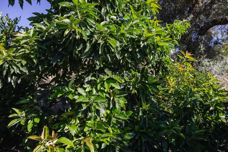 Foto 9670dabe-174c-456f-8e09-36e16647f8ba. Finca rústica oportunidad única finca rústica en murchas en Lecrín