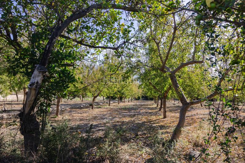 Foto aaab2f6b-63f0-4db2-be67-14db53d34a4c. Finca rústica oportunidad única finca rústica en murchas en Lecrín