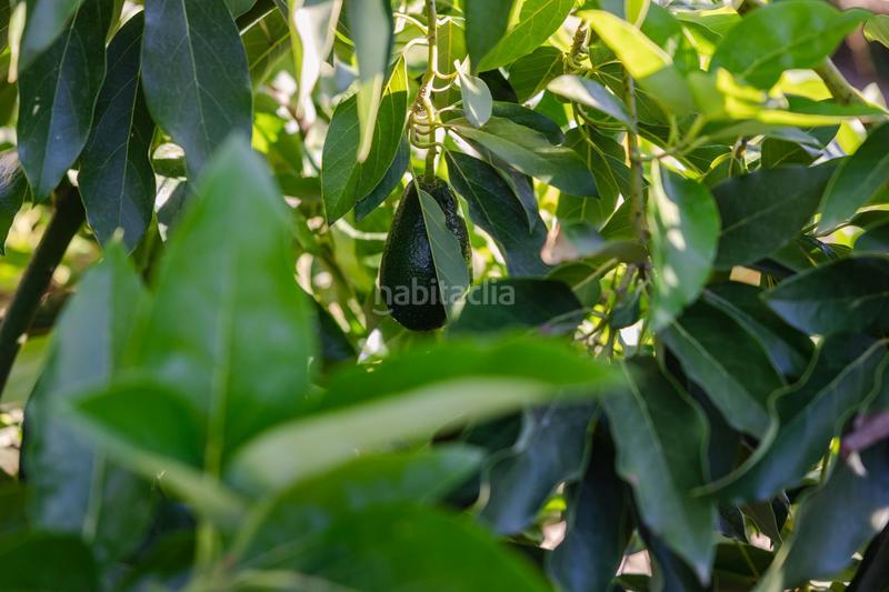 Foto b838d580-9d88-405a-ad99-9db97cdcabaa. Finca rústica oportunidad única finca rústica en murchas en Lecrín