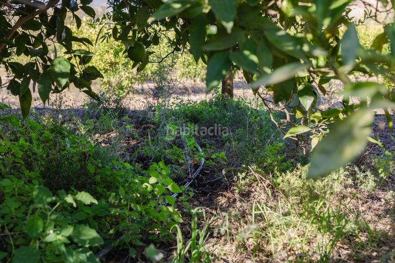 Foto bfd7d81d-d078-455d-be07-3e71ccb852f6. Finca rústica oportunidad única finca rústica en murchas en Lecrín