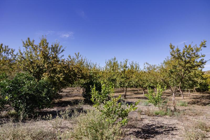 Foto d682507e-f6b7-4921-bc4f-a9369e3eb6d8. Finca rústica oportunidad única finca rústica en murchas en Lecrín