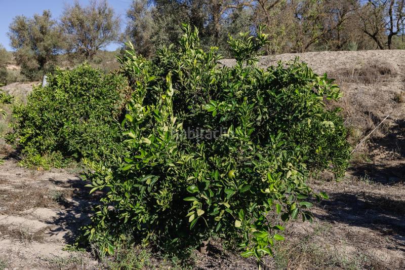 Foto e5b03250-89f4-4a7e-93be-cbb217d5d894. Finca rústica oportunidad única finca rústica en murchas en Lecrín