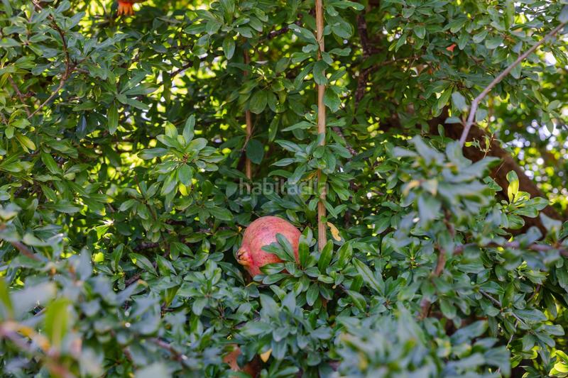 Foto e70609f4-ac2c-4451-ba38-47cfcaba984a. Finca rústica oportunidad única finca rústica en murchas en Lecrín