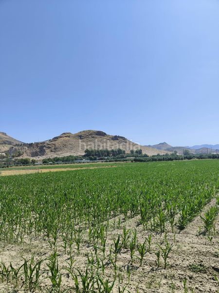 Foto a5ba3c96-7f0d-423e-baf9-c8aa75fad852. Finca rústica a carretera carretera de pinos puente a Atarfe