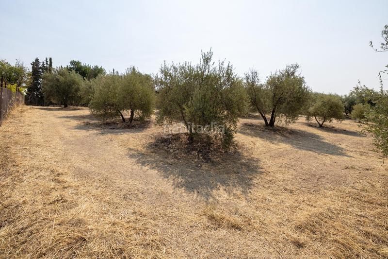 Foto ea019cb1-98e5-47dd-a6c0-81c23ce028bc. Masía encanto rústico con casita y olivos en moraleja de zafayona en Moraleda de Zafayona