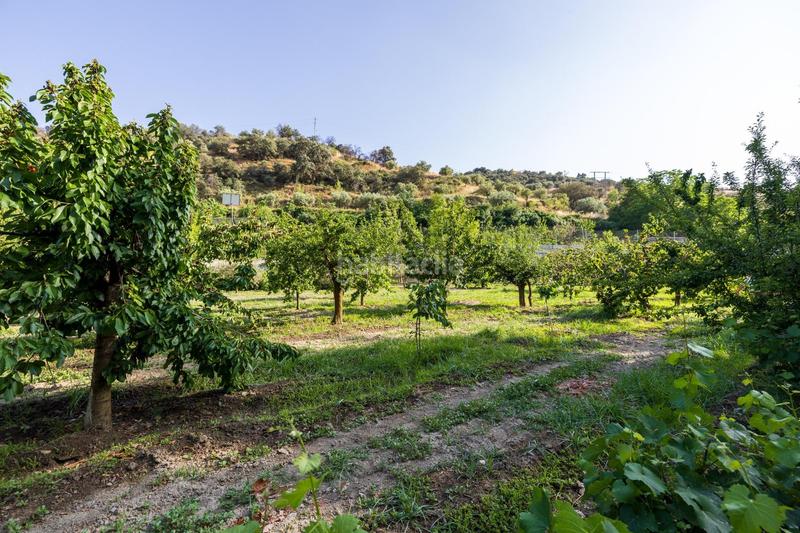 Foto 08e5110d-5129-41ba-8865-33f1fdf48bc2. Propriété dans paseo paseo duquesa s/n dans Pinos Genil