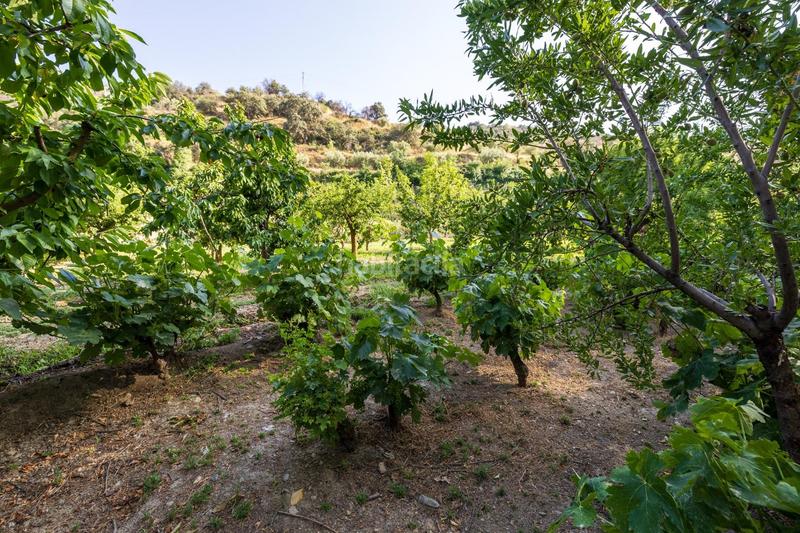 Foto 9ab271e1-0952-4777-9430-f72fa01eabc3. Propriété dans paseo paseo duquesa s/n dans Pinos Genil