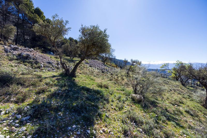 Foto c3a22040-f922-48cf-8a9d-0106846bcc76. Finca rústica a Alfacar