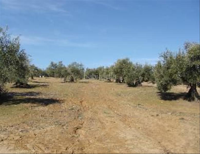 Foto 94fe17b8-543b-40b5-9379-5e6539e1b33f. Residential plot in pago de los arenales in Bailén