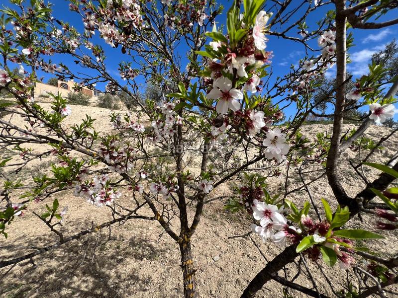 Foto 59f668c6-8274-4696-8155-3b31eca3ff56. Residential plot in Ayuntamiento Alhendín