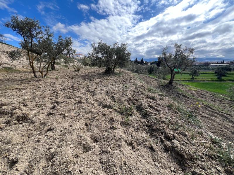 Foto 8e760f64-c42b-491b-93c0-05b108134273. Residential plot in Ayuntamiento Alhendín