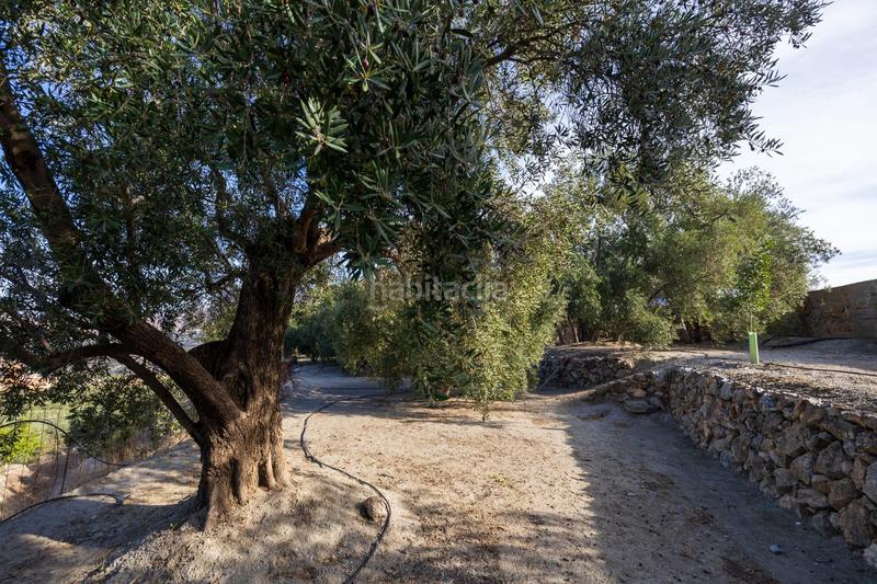 Foto afad763e-837c-4871-b23d-b8756ee1c7c0. Finca rústica a Lecrín