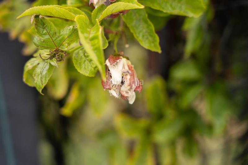 Foto 24fce635-996c-407e-b663-9c05b04aab61. Terreny residencial a carretera malaga (cal) 74 a Salobreña