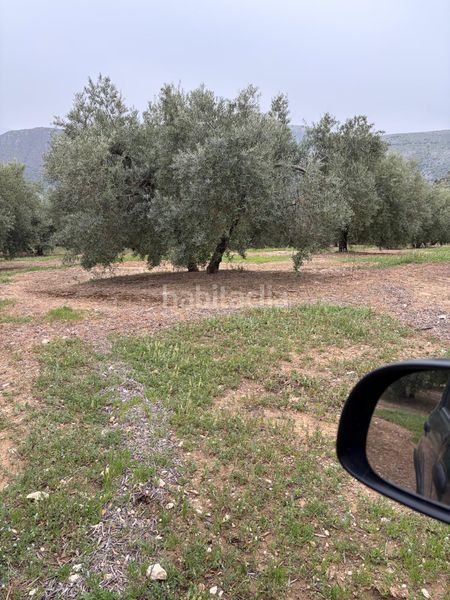 Foto 4f2e3030-6301-4b7d-82ee-2d3bbaac1894. Finca rústica a Luque