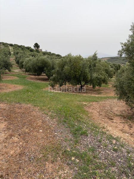 Foto a8945e96-cae4-4376-b942-05e83d40ed3e. Finca rústica a Luque