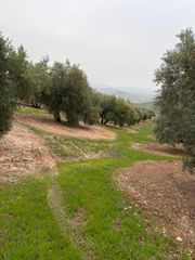 Finca rústica a Luque