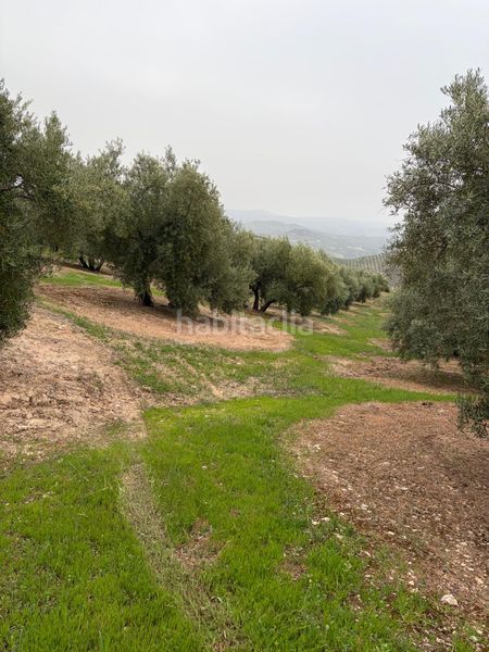 Foto ad85d3f0-0d1b-47e9-8f91-dc0a3102d57a. Finca rústica a Luque