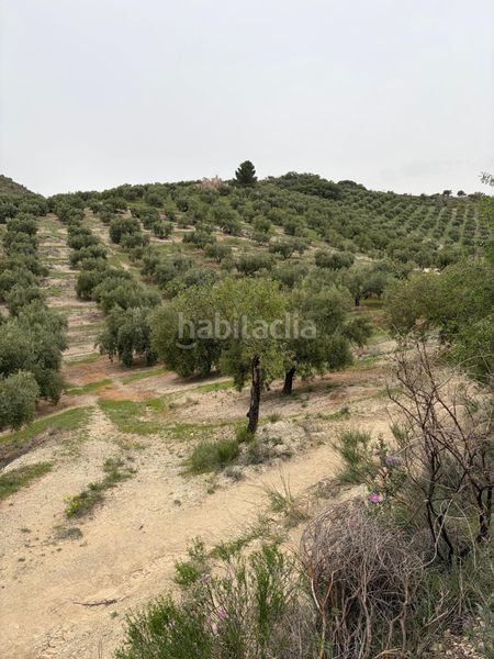 Foto addc9d86-c420-4b40-87b0-b1b11f81c91a. Finca rústica a Luque