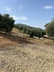 Finca rústica a Cabra. ¡finca única ideal para proyectos turísticos, eventos y explotac